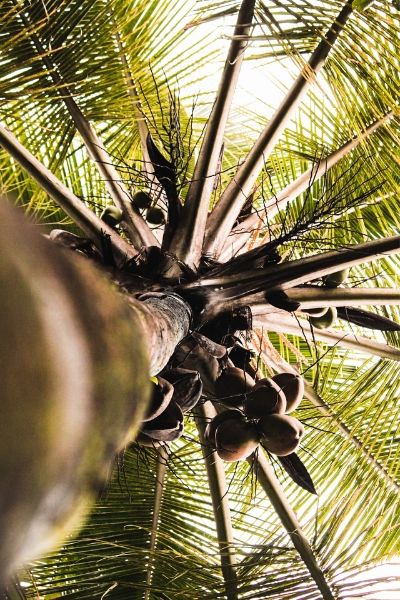 Worms-eye view of a coconut tree